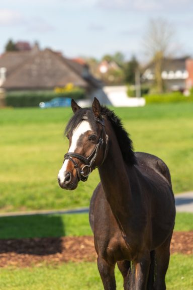 Miss Moneypenny Schulpony Miss Moneypenny