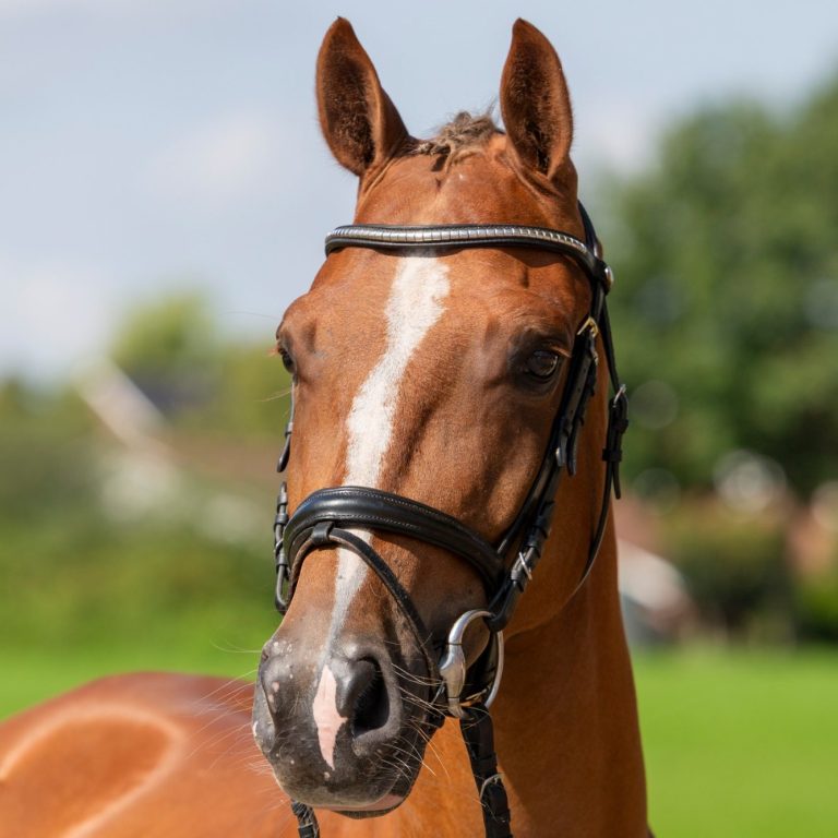 Verkaufspferd Hier wird unser Verkaufspferd Mr. Bunttick gezeigt.