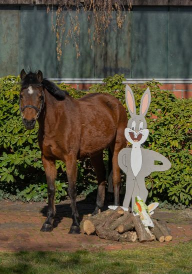 Fein Cera Schulpony Fein Cera