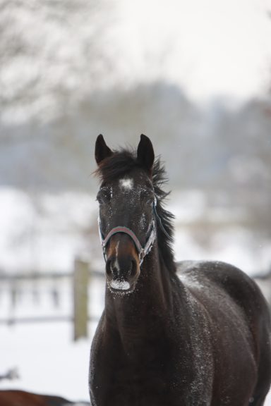 Barbara Schulpferd Barbara