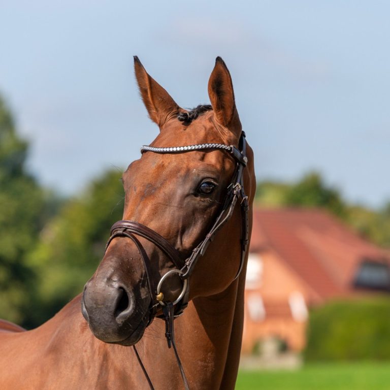 Verkaufspferd Carin Blue Hier wird unser Verkaufspferd Carin Blue gezeigt.